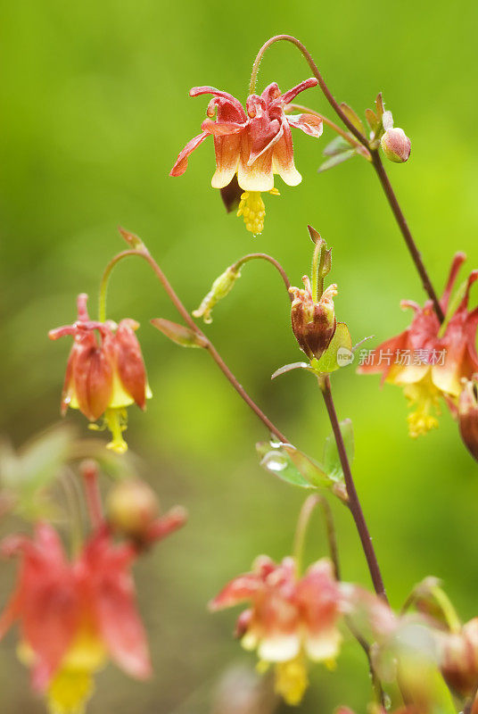 加拿大耧斗菜(Aquilegia canada) - I